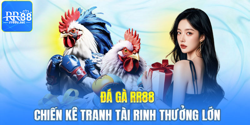 Đá gà RR88 - Chiến kê tranh tài rinh thưởng lớn